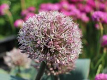 Blauzungen-Lauch, Allium karataviense, Containerware von Allium karataviense