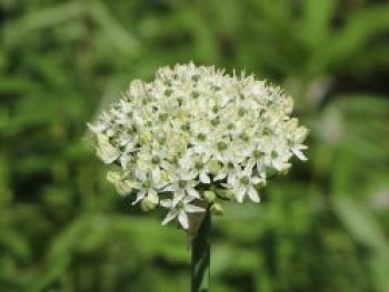 Schwarzer Lauch, Allium nigrum, Topfware von Allium nigrum