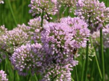 Zier-Lauch 'In Orbit', Allium senescens 'In Orbit', Topfware von Allium senescens 'In Orbit'