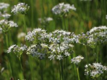 Schnitt-Knoblauch / Knoblauch-Schnittlauch, Allium tuberosum, Topfware von Allium tuberosum