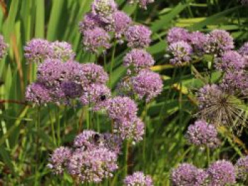 Zierlauch 'Millenium', Allium x 'Millenium', Containerware von Allium x 'Millenium'