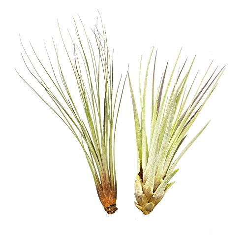 Allterra Tillandsien 2er XL Set, Tillandsia fasciculata, Tillandsia juncea XL, Bromeliengewächs Allterra Tillandsien 2er XL Set, Tillandsia fasciculata, Tillandsia juncea XL, Bromeliengewächs von Allterra