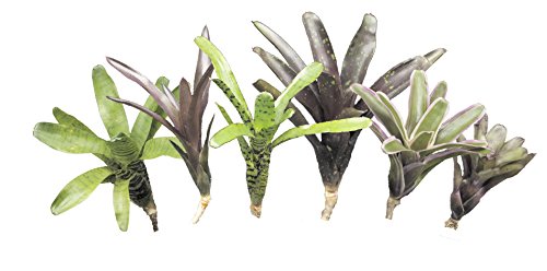 Bromelien 6er Mix, ungetopft, Bromeliengewächs Bromelien 6er Mix, ungetopft, Bromeliengewächs von Allterra