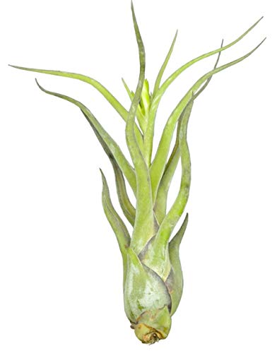 Tillandsia caput medusae ca. 18 cm hoch von Allterra