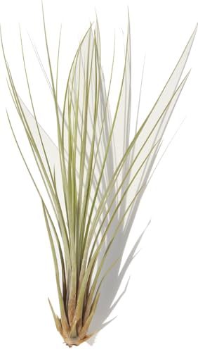 Tillandsia juncea ca. 16 cm groß, Tillandsie, Bromeliengewächs von Allterra