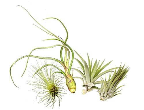 Tillandsien 4er-Mix, Tillandsia, Bromeliengewächs von Allterra