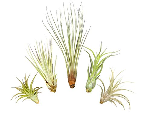 Tillandsien 5er XL Set, mit je einer Tillandsia juncea, einer T. captitata, einer T. abdita, einer T. caput medusae und einer T. fasciculata von Allterra