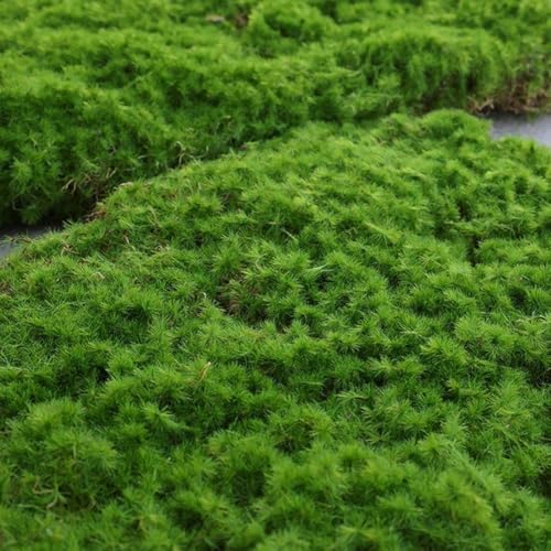 Nature Like Aesthetics Made Easy Entdecken Sie die Vorteile unserer robusten beflockten Grasoptionen (grün 30x30) von Allthingstore