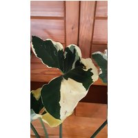 Mickey Mouse Alocasia Variegated Xanthosoma Sagittifolium X-Large 36" Bis 48" Vierstiel Haus Pflanze von AlocasiaEyes