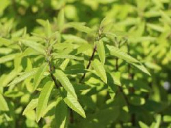 Zitronenverbene 'Freshman', Aloysia citriodora 'Freshman', Topfware von Aloysia citriodora 'Freshman'