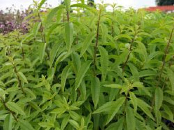 Zitronenverbene, Aloysia citriodora, Topfware von Aloysia citriodora