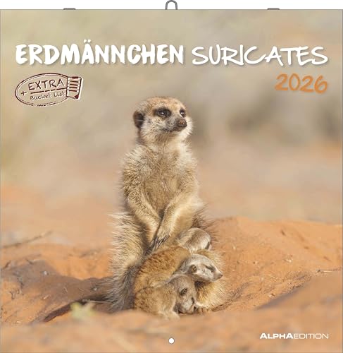 Alpha Edition - Erdmännchen 2026 Broschürenkalender, 30x30cm, Wandkalender mit Platz für Notizen und Termine, Motive von süßen Erdmännchen, Monatsübersicht und Ferientermine DE/AT/CH: Suricates von Alpha Edition