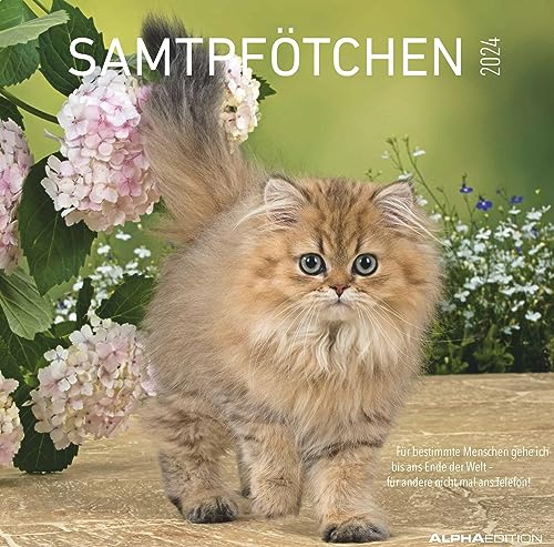 Alpha Edition Samtpfötchen Broschürenkalender 2024, im Format 30 x 30 cm (30 x 60 geöffnet), Monatskalender mit Platz für Notizen, Tierkalender für Katzenfreunde von Alpha Edition