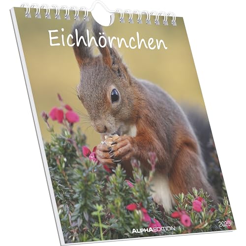 Eichhörnchen 2026 - Postkartenkalender im Format 16 x 17 Eichhörnchen 2026 - Postkartenkalender im Format 16 x 17 von Alpha Edition