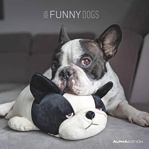 Funny Dogs 2024 - Broschürenkalender 30x30 cm (30x60 geöffnet) - Kalender mit Platz für Notizen - Hunde - Bildkalender - Wandkalender - Hundekalender von Alpha Edition