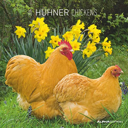 Hühner 2024 - Broschürenkalender 30x30 cm (30x60 geöffnet) - Kalender mit Platz für Notizen - Hühner - Bildkalender - Wandkalender - Hühnerkalender von Alpha Edition