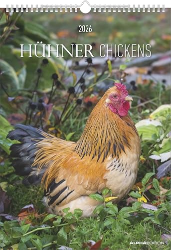 Hühner Kalender im Format 29,7 x 42 von Alpha Edition