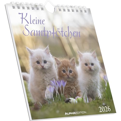 Kleine Samtpfötchen 2026 - Postkartenkalender 16x17 cm - Katzen - zum Aufstellen oder Aufhängen - Monatskalendarium - Gadget - Mitbringsel - Alpha Edition Kleine Samtpfötchen 2026 - Postkartenkalender 16x17 cm - Katzen - zum Aufstellen oder Aufhängen - Monatskalendarium - Gadget - Mitbringsel - Alpha Edition von Alpha Edition