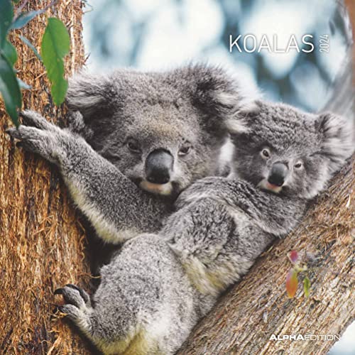 Koalas 2024 - Broschürenkalender 30x30 cm (30x60 geöffnet) - Kalender mit Platz für Notizen - koala bears - Bildkalender - Wandplaner - Bärenkalender von Alpha Edition