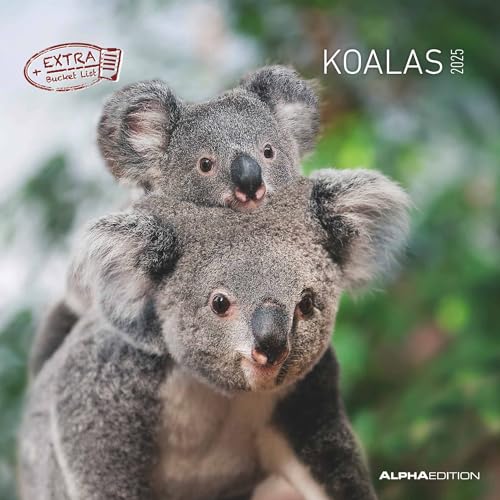 Koalas 2025 - Broschürenkalender 30x30 cm (30x60 geöffnet) - Kalender mit Platz für Notizen - koala bears - Bildkalender - Wandplaner - Bärenkalender von Alpha Edition