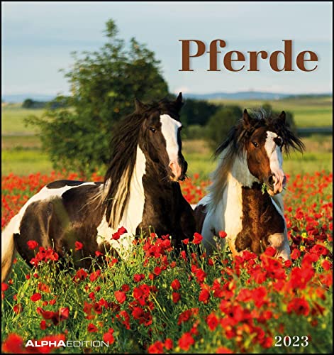 Pferde 2023 - Postkartenkalender 16x17 cm - Horses - zum Aufstellen oder Aufhängen - Monatskalendarium - Gadget - Mitbringsel - Alpha Edition Pferde 2023 - Postkartenkalender 16x17 cm - Horses - zum Aufstellen oder Aufhängen - Monatskalendarium - Gadget - Mitbringsel - Alpha Edition von Alpha Edition