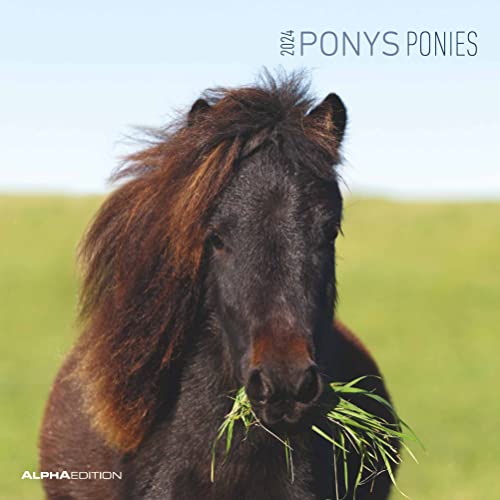 Ponys 2024 - Broschürenkalender 30x30 cm (30x60 geöffnet) - Kalender mit Platz für Notizen - Ponies - Bildkalender - Wandplaner - Pferdekalender von Alpha Edition