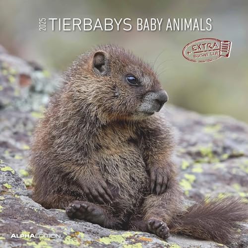 Tierbabys 2025 - Broschürenkalender 30x30 cm (30x60 geöffnet) - Kalender mit Platz für Notizen - Baby Animals - Bildkalender - Wandplaner - Alpha Edition von Alpha Edition