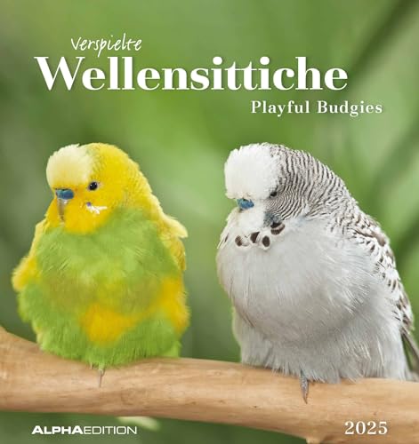 Alpha Edition - Wellensittiche 2025 Postkartenkalender, 16x17cm, Kalender mit Postkarten zum Heraustrennen, Monatsübersicht, zum Aufstellen oder Aufhängen und internationales Kalendarium von Alpha Edition