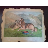 Vintage Druck Schäferhunde. Nach F. Tayler Nicht Gerahmt von AlsRedesign