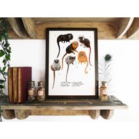 Truppe Tamarins Kunstdruck - A4 Recyclingpapier Antiquariat Vintage Buchteller von BisonBindery