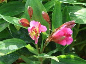 Inkalilie 'Summer Break', Alstroemeria x cultorum 'Summer Break', Containerware von Alstroemeria x cultorum 'Summer Break'