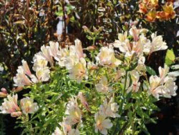 Inkalilie 'Summer Snow', Alstroemeria x cultorum 'Summer Snow', Containerware von Alstroemeria x cultorum 'Summer Snow'