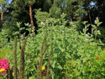 Echter Apotheker-Eibisch, Althaea officinalis, Topfware von Althaea officinalis