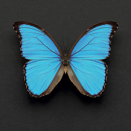 Alyson Fennell "Blue Morpho Butterfly" , 30 x 30 cm, Leinwanddruck von Alyson Fennell