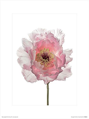 Alyson Fennell "Champagne Pink Peony" 30 x 40cm Kunstdruck von Alyson Fennell