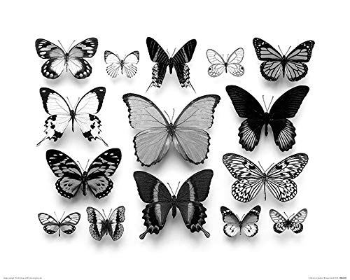 Alyson Fennell "Collection de Papillons 40 x 50cm Kunstdruck von Alyson Fennell