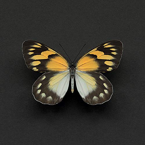 Alyson Fennell Delias Butterfly 30 x 30cm Canvas Print Leinwanddruck, Mehrfarbig, 30 x 30 cm von Alyson Fennell