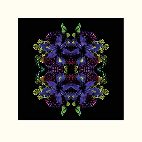 Alyson Fennell 'Flora Shangri La' montiert Drucken,40 x 40 cm von Alyson Fennell