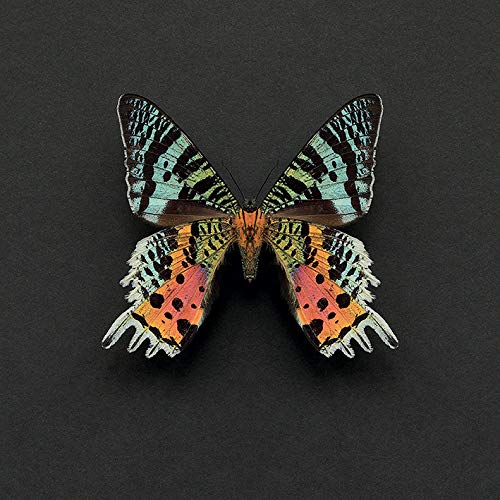 Alyson Fennell Madagascan Sunset Moth 30 x 30cm Canvas Print Leinwanddruck, Mehrfarbig, 30 x 30 cm von Alyson Fennell