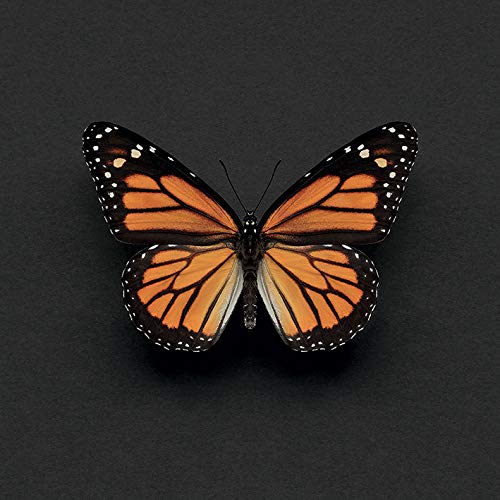Alyson Fennell Monarch Butterfly 30 x 30cm Canvas Print Leinwanddruck, Mehrfarbig, 30 x 30 cm von Alyson Fennell