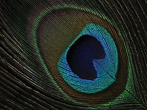 Alyson Fennell "Peacock Feather Eye, 60 x 80 cm, Leinwanddruck von Alyson Fennell