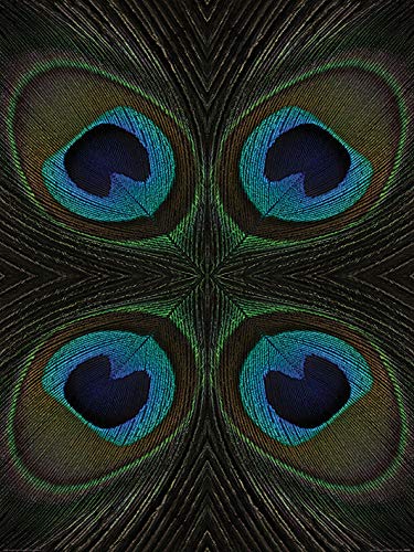 Alyson Fennell "Peacock Feather Quartette 60 x 80cm Kunstdruck von Alyson Fennell