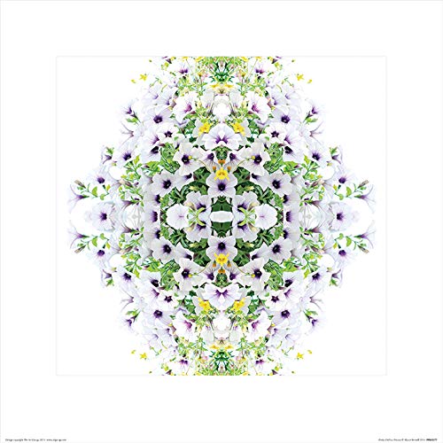 Alyson Fennell "Pretty Chelsea Petunia 40 x 40cm Kunstdruck von Alyson Fennell