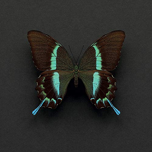 Alyson Fennell "Swallowtail Butterfly" , 30 x 30 cm, Leinwanddruck von Alyson Fennell