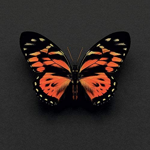 Alyson Fennell Tiger Butterfly 30 x 30cm Canvas Print Leinwanddruck, Mehrfarbig, 30 x 30 cm von Alyson Fennell
