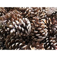 15 Zapfen Gemischt von AmOlenDiek