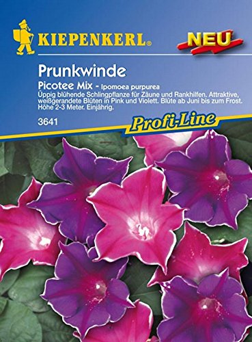 Kiepenkerl, Prunkwinde, Ipomoea purpurea Picotee Mix von Kiepenkerl