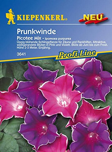 Kiepenkerl, Prunkwinde, Ipomoea purpurea Picotee Mix Kiepenkerl, Prunkwinde, Ipomoea purpurea Picotee Mix von Kiepenkerl