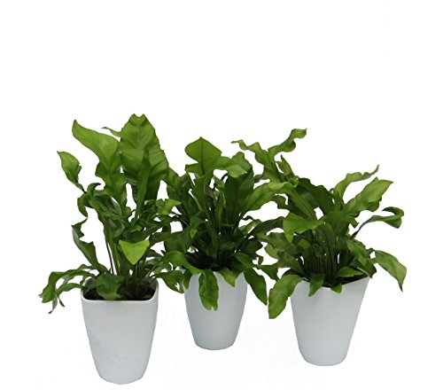 Dominik Blumen und Pflanzen, Zimmerpflanzen Nestfarn "Asplenium nidus", 3 Pflanzen, circa 15 cm hoch, 13 cm Topf und Dekotopf, weiß / grün Dominik Blumen und Pflanzen, Zimmerpflanzen Nestfarn "Asplenium nidus", 3 Pflanzen, circa 15 cm hoch, 13 cm Topf und Dekotopf, weiß / grün von Dominik Blumen und Pflanzen