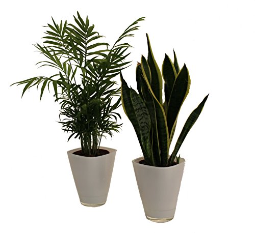 Dominik Blumen und Pflanzen, Zimmerpflanzen-Duo, Zimmerpalme und Sanseveria, Dekotopf, weiß von Dominik Blumen und Pflanzen